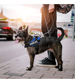 Шлейка для собак JULIUS-K9  IDC®-Powerharness Mini (49-67см/ 7-15кг), синий