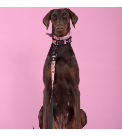 Ошейник United Pets для собак Complete me Forever L 43-73/2,5 см, оранжевый с рисунком