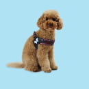 Шлейка United Pets для собак Complete me L 51 x 44-58 см, красная зебра (UPCMH2013ZE) 