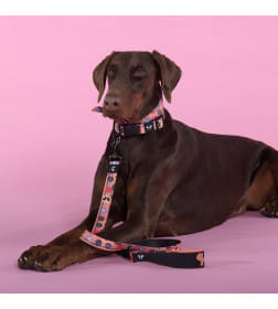 Ошейник United Pets для собак Complete me Forever L 43-73/2,5 см, оранжевый с рисунком
