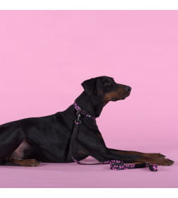 Ошейник United Pets для собак Complete me Identity M 34-56/2 см, черный с розовым