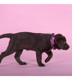 Ошейник United Pets для собак Complete me Identity M 34-56/2 см, черный с розовым