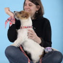 Ошейник United Pets для собак Complete me Forever M 34-56/2 см, оранжевый с рисунком (GPCMC2212AFO) 