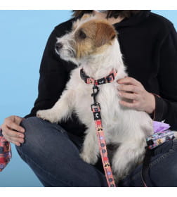 Ошейник United Pets для собак Complete me Forever M 34-56/2 см, оранжевый с рисунком