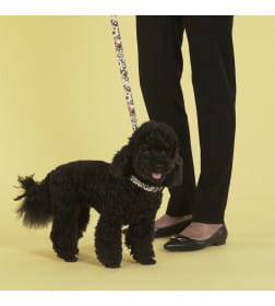 Поводок United Pets для собак Complete me 120 см, 25 мм, разноцветный рисунок