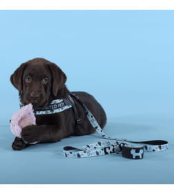 Поводок United Pets для собак Complete me Writing 120 см, 25 мм, голубой с рисунком