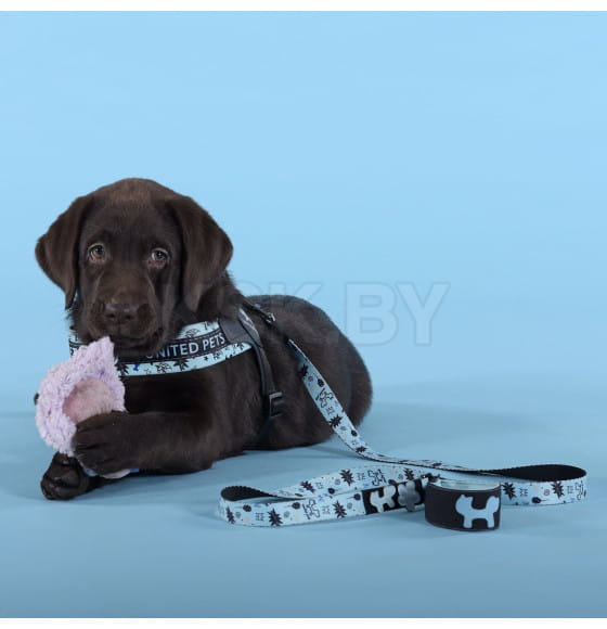 Поводок United Pets для собак Complete me Writing 120 см, 25 мм, голубой с рисунком (GPCML2213AWR) 