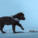 Шлейка United Pets для собак Complete me Writing 2,5 x 40-54 см, голубая с рисунком (GPCMH2212AWR) 