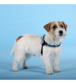 Шлейка United Pets для собак Complete me Writing 2,5 x 40-54 см, голубая с рисунком