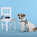 Поводок United Pets для собак Complete me Writing 120 см, 25 мм, голубой с рисунком (GPCML2213AWR) 