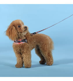 Шлейка United Pets для собак Complete me Forever 1,5 x 34-42 см, оранжевая с рисунком