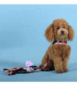 Шлейка United Pets для собак Complete me Forever 1,5 x 34-42 см, оранжевая с рисунком