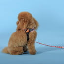 Шлейка United Pets для собак Complete me Forever 3,5 x 48-64 см, оранжевая с рисунком (GPCMH2214AFO) 