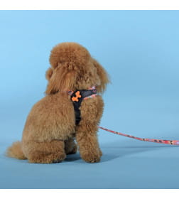 Шлейка United Pets для собак Complete me Forever 1,5 x 34-42 см, оранжевая с рисунком