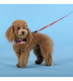 Шлейка United Pets для собак Complete me Forever 1,5 x 34-42 см, оранжевая с рисунком