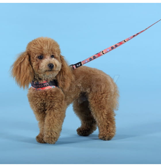 Шлейка United Pets для собак Complete me Forever 3,5 x 48-64 см, оранжевая с рисунком (GPCMH2214AFO) 