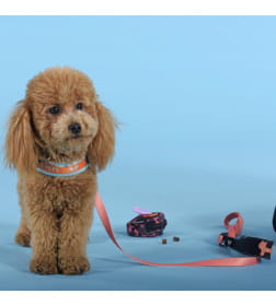 Шлейка United Pets для собак Complete me 3,5 x 48-64 см, голубая с оранжевым