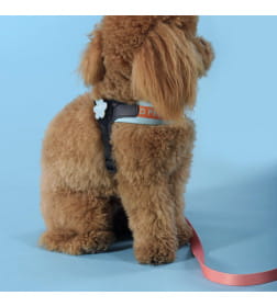 Шлейка United Pets для собак Complete me 3,5 x 48-64 см, голубая с оранжевым