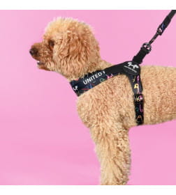 Шлейка United Pets для собак Complete me 1,5 - XS 34-42, черный с разноцветными булавками