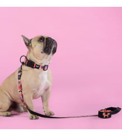 Поводок United Pets для собак Complete me Forever 140 см, 16 мм, оранжевый с рисунком