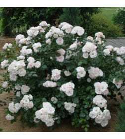 Роза Aspirin флорибунда саженец в коробке ЗКС "RI"