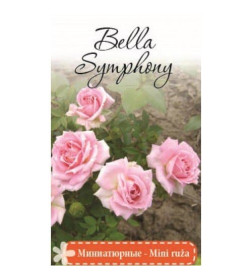 Роза Bella Simphony миниатюрная саженец в пакете ЗКС "RI"