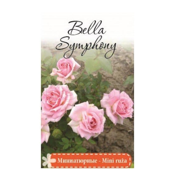 Роза Bella Simphony миниатюрная саженец в пакете ЗКС 