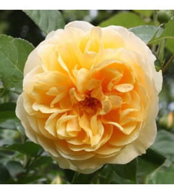 Роза Graham Thomas английская саженец в пакете ЗКС  "RI"