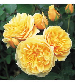 Роза Graham Thomas английская саженец в пакете ЗКС  "RI"