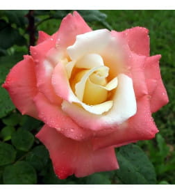 Роза Laetitia Casta чайно-гибридная саженец в пакете ЗКС "RI"