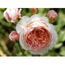 Роза William Morris английская саженец в коробке ЗКС "RI"