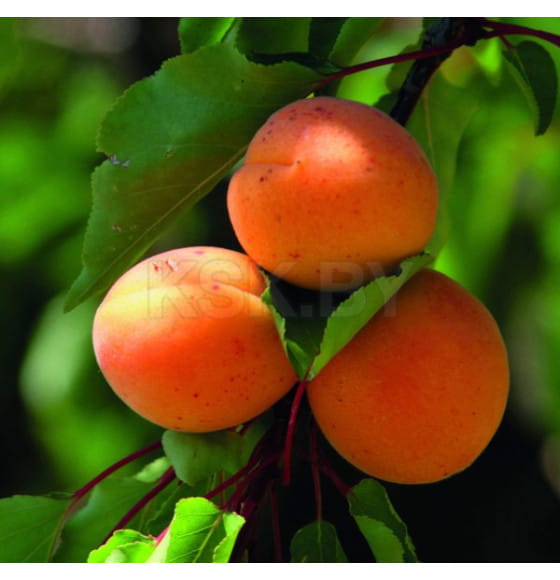 Абрикос Madjarska najbolja  саженец ЗКС  "RI"