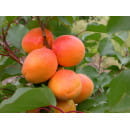 Абрикос Madjarska najbolja  саженец ЗКС  "RI"