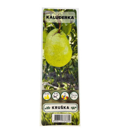 Груша Kaludjerka  саженец ЗКС "RI"