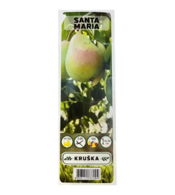 Груша Santa Maria  саженец ЗКС  "RI"