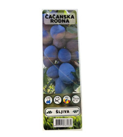 Слива Cacanska rodna  саженец ЗКС "RI"
