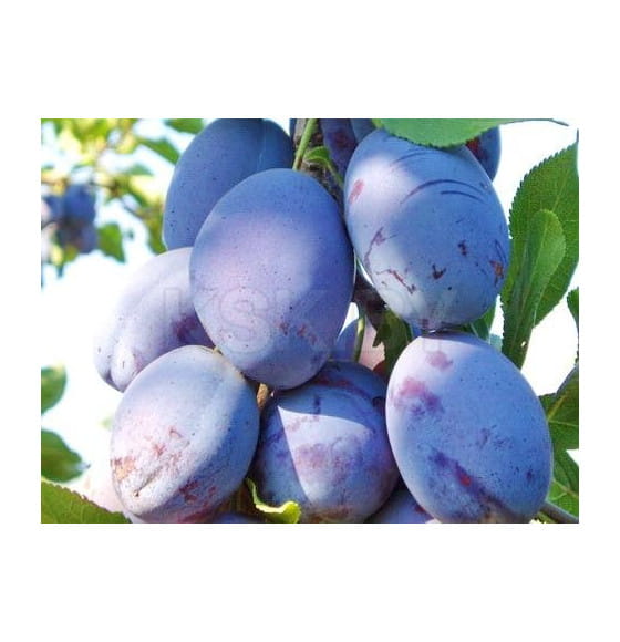 Слива grose de felisio  саженец ЗКС "RI"