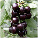 Черешня Cordia  саженец ЗКС 