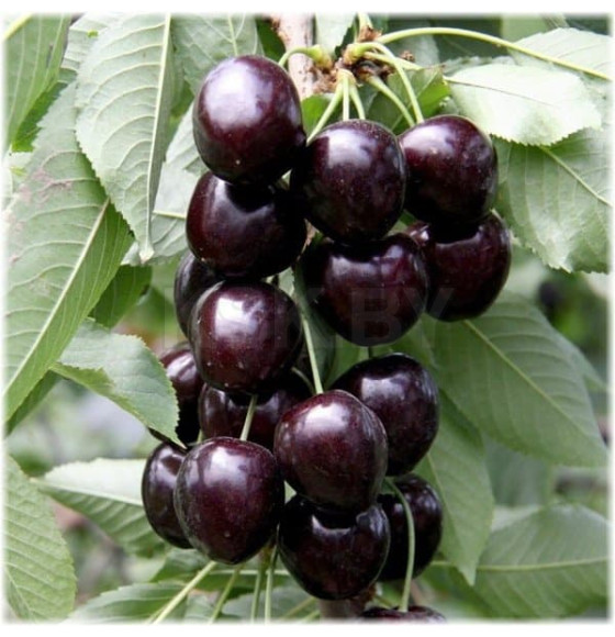 Черешня Cordia  саженец ЗКС 