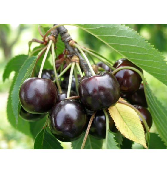 Черешня Cordia  саженец ЗКС 