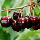 Черешня Cordia  саженец ЗКС 