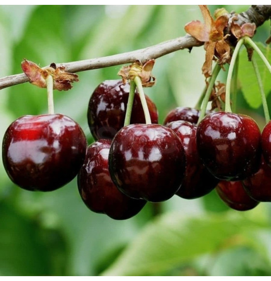 Черешня Cordia  саженец ЗКС 