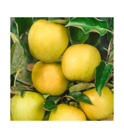 Яблоня Golden Delicious  саженец ЗКС  "RI"