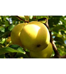Яблоня Golden Delicious  саженец ЗКС  "RI"