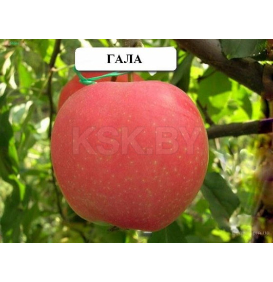 Яблоня Mitch gala  саженец ЗКС 