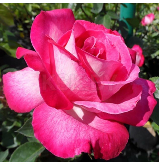 Роза Rose Gaujard чайно-гибридная саженец в пакете ЗКС "RI"