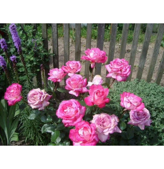 Роза Rose Gaujard чайно-гибридная саженец в пакете ЗКС "RI"