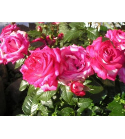Роза Rose Gaujard чайно-гибридная саженец в пакете ЗКС "RI"