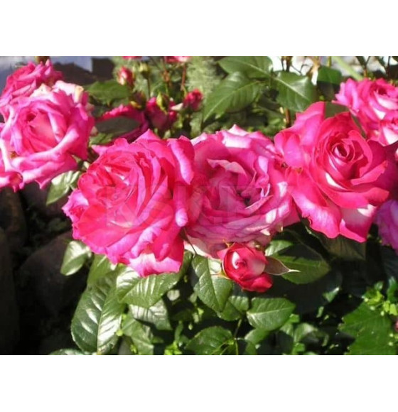 Роза Rose Gaujard чайно-гибридная саженец в пакете ЗКС "RI"