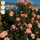 Роза Compassion плетистая/клаймбер горшок С3 (саженец) Сербия "БТ"
